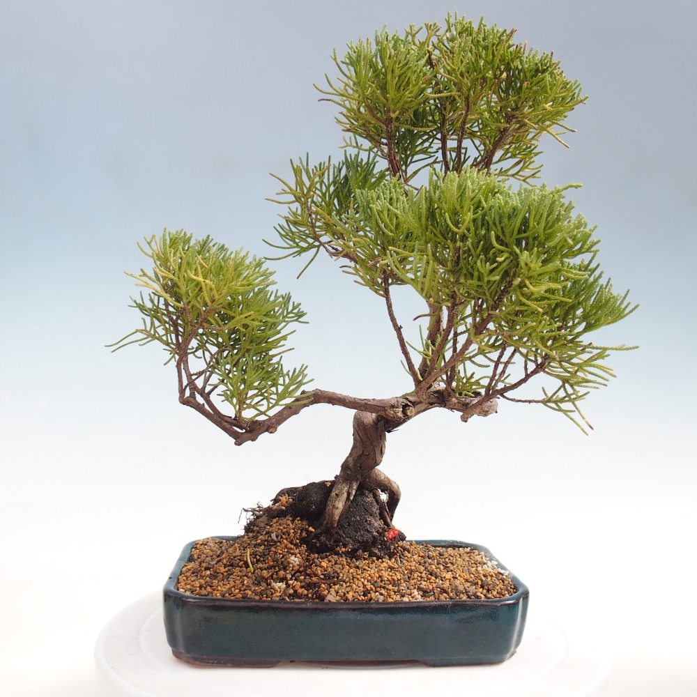 Bonsai voor buiten - Juniperus chinensis Kishu