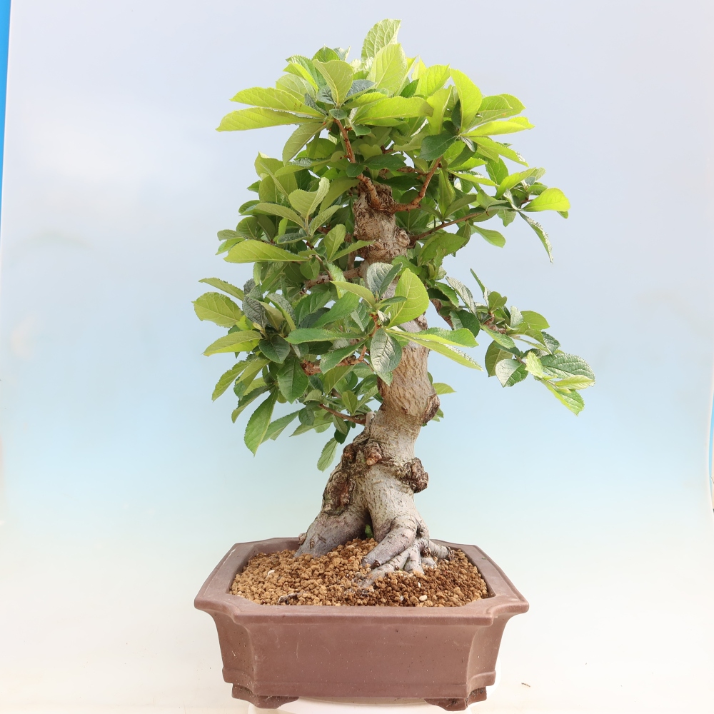 Bonsai voor buiten - Photinia villosa
