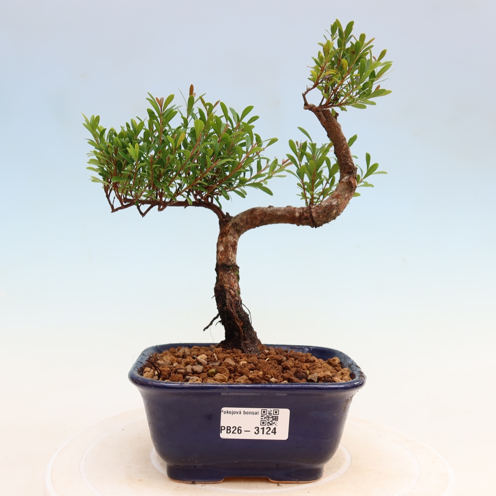Kamerbonsai - Syzygium - Pimento