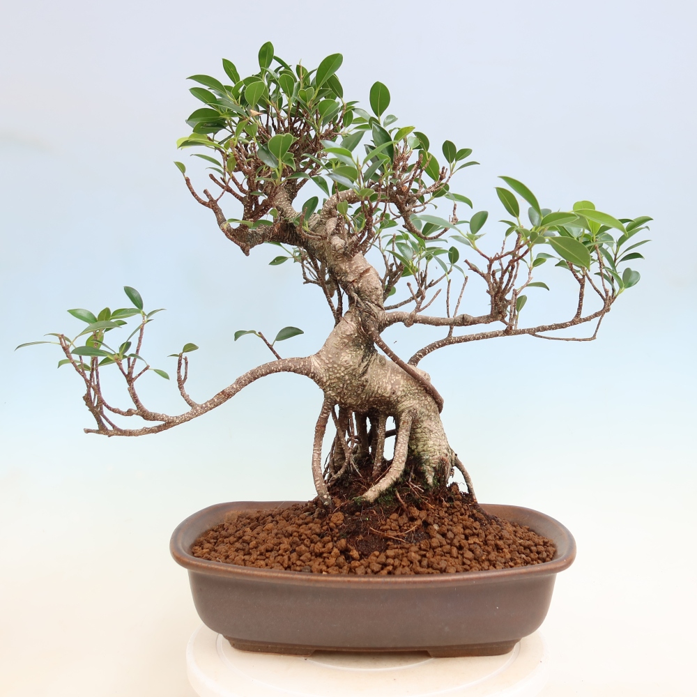 Kamerbonsai - Ficus kimmen - kleinbladige ficus