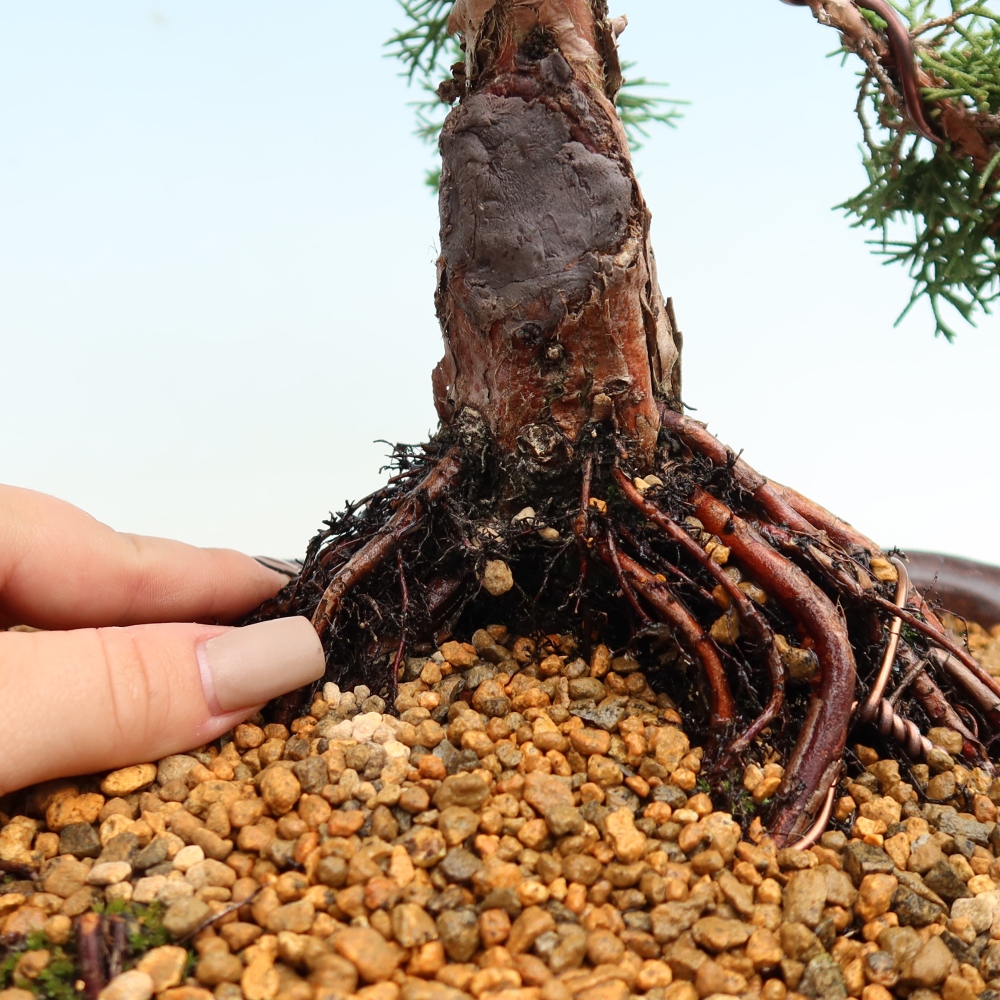 Bonsai voor buiten - Juniperus chinensis Kishu