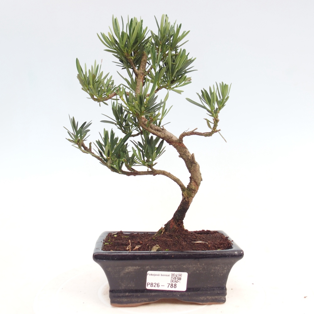 Kamerbonsai - Podocarpus - Taxus