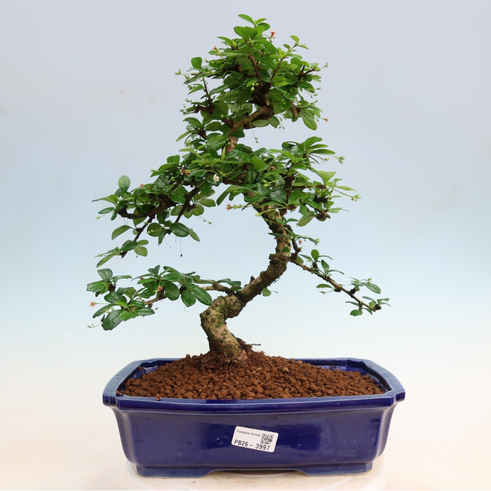 Kamerbonsai - Carmona macrophylla - Thee fuki