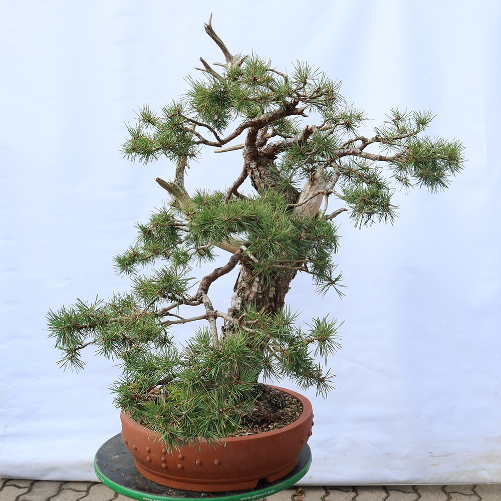 Pinus sylvestris Spanje - grove den