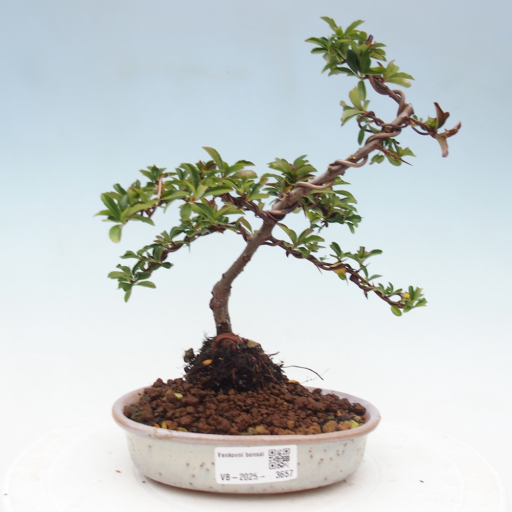 Bonsai-Pyracantha Teton voor buiten -Hlox