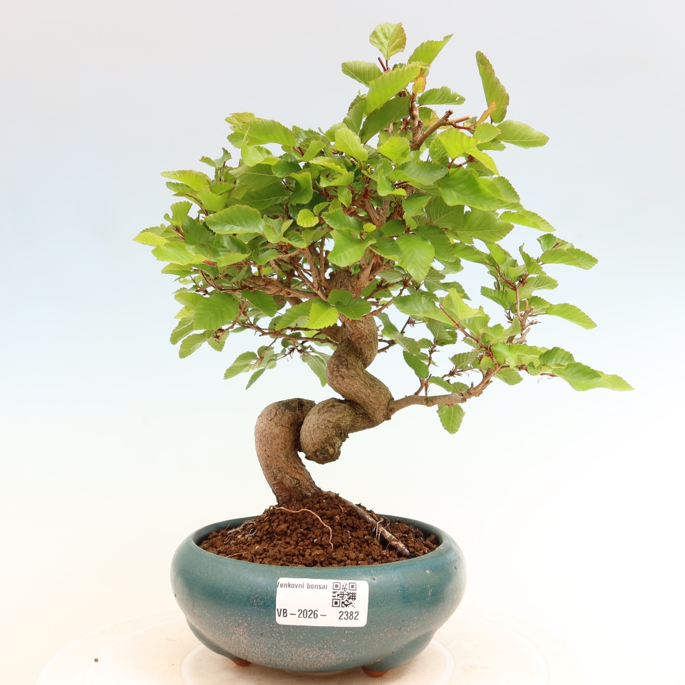 Bonsai voor buiten -Carpinus Coreana - Koreaanse haagbeuk
