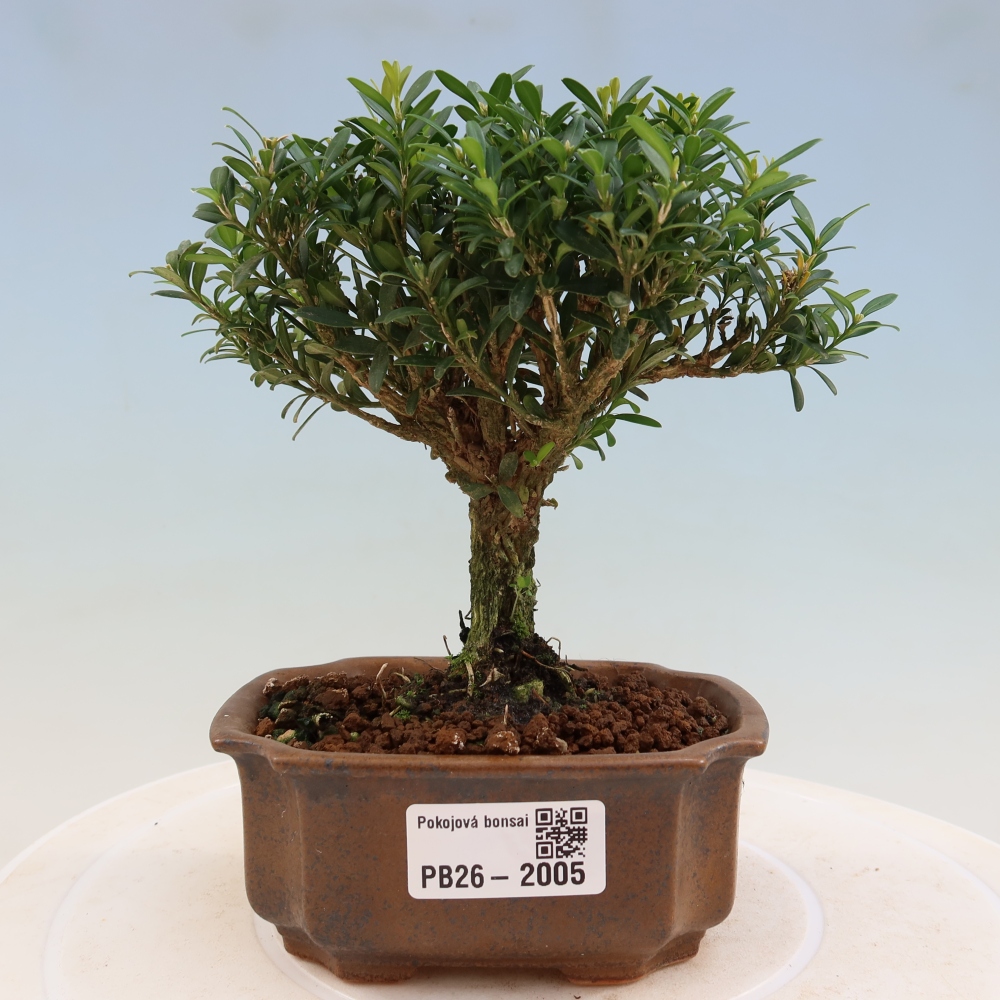 Kamerbonsai - Buxus harlandii - kurk buxus
