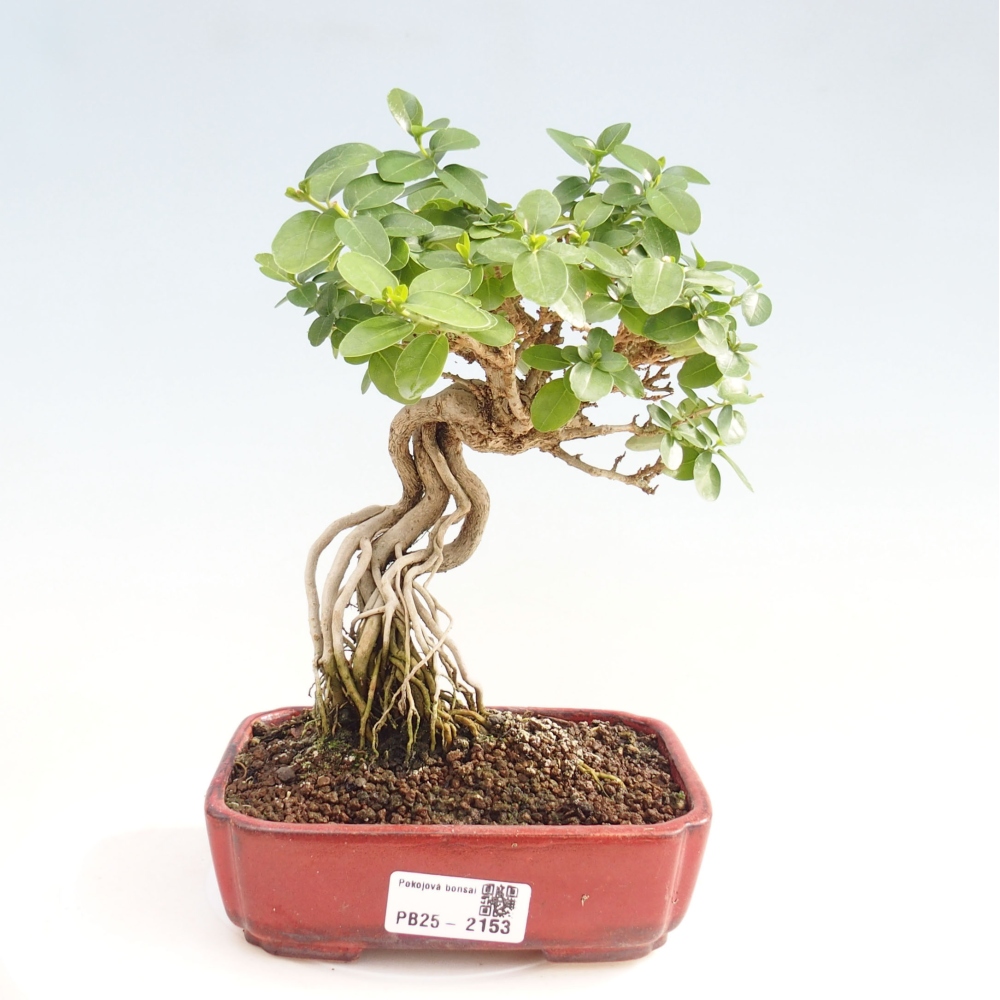 Bonsai voor binnen - Premna serratifolia - Kozlovna malolista