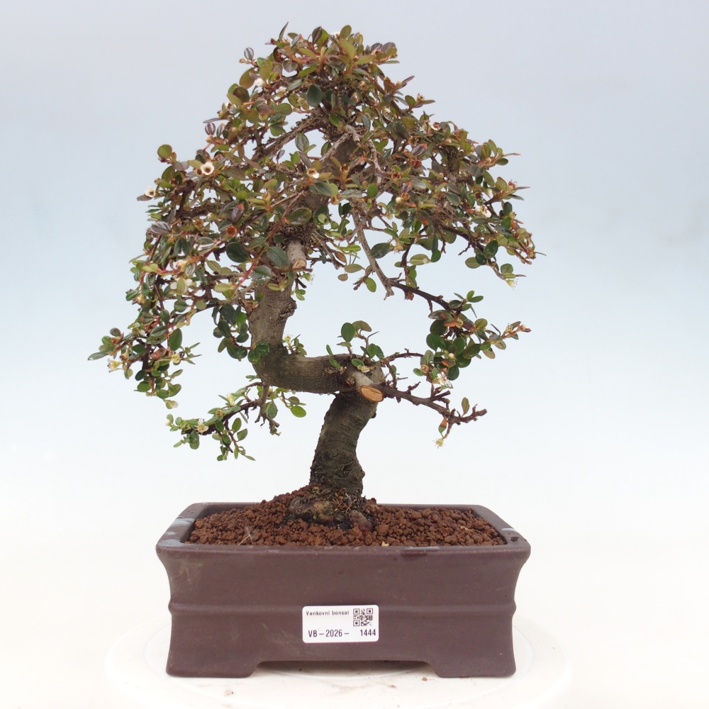 Buitenbonsai-Cotoneaster dammeri - Damer's Rock