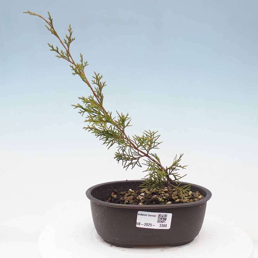 Bonsai voor buiten - Juniperus chinensis Itoigawa