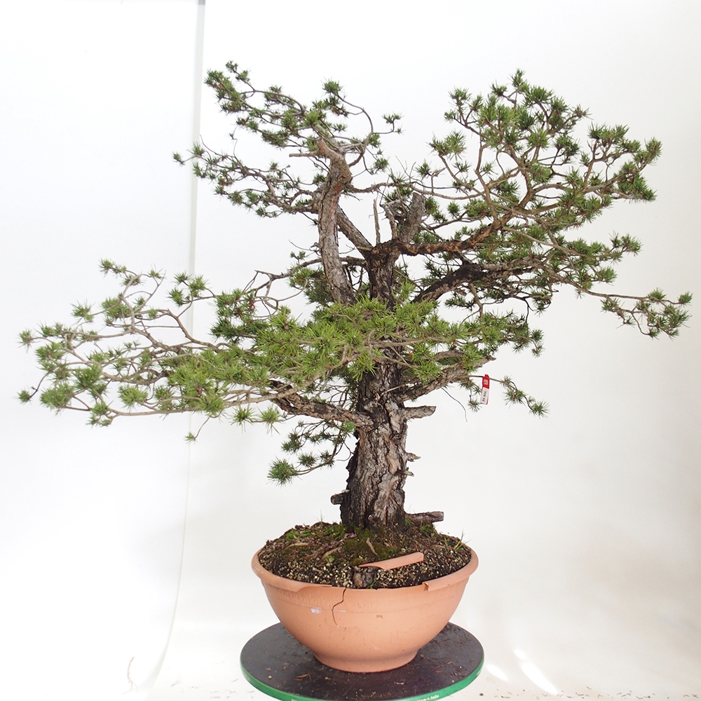 Yamadori - Pinus sylvestris Spanje