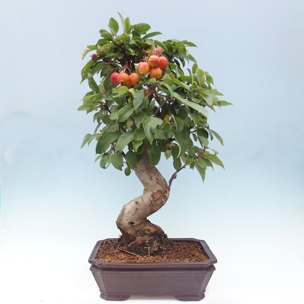 Bonsai voor buiten -Malus halliana - Appelboom met kleine vruchten