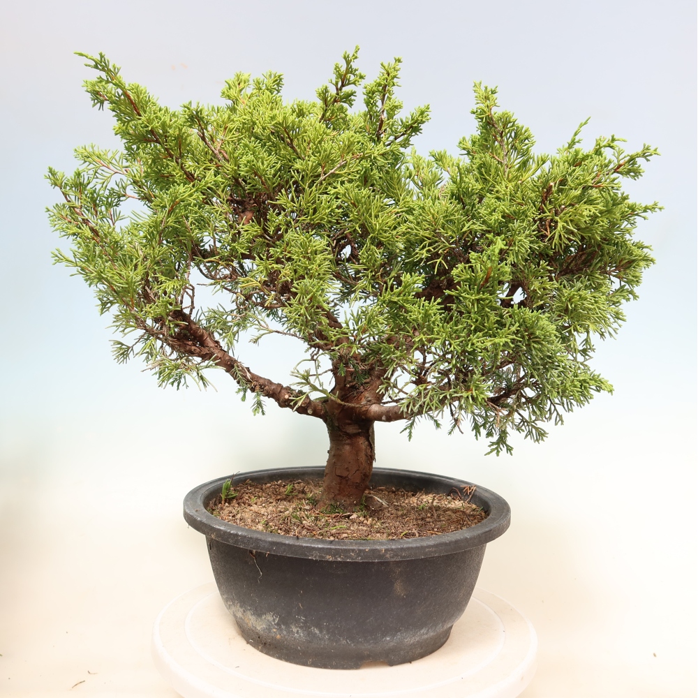 Bonsai voor buiten - Juniperus chinensis Itoigawa-Juniperus chinensis