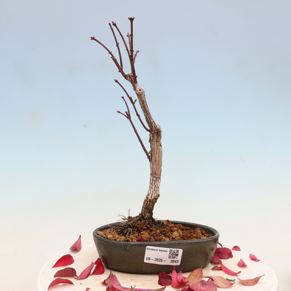 Bonsai voor buiten -  Euonymus alatus comactus  - gevleugelde spindelstruik