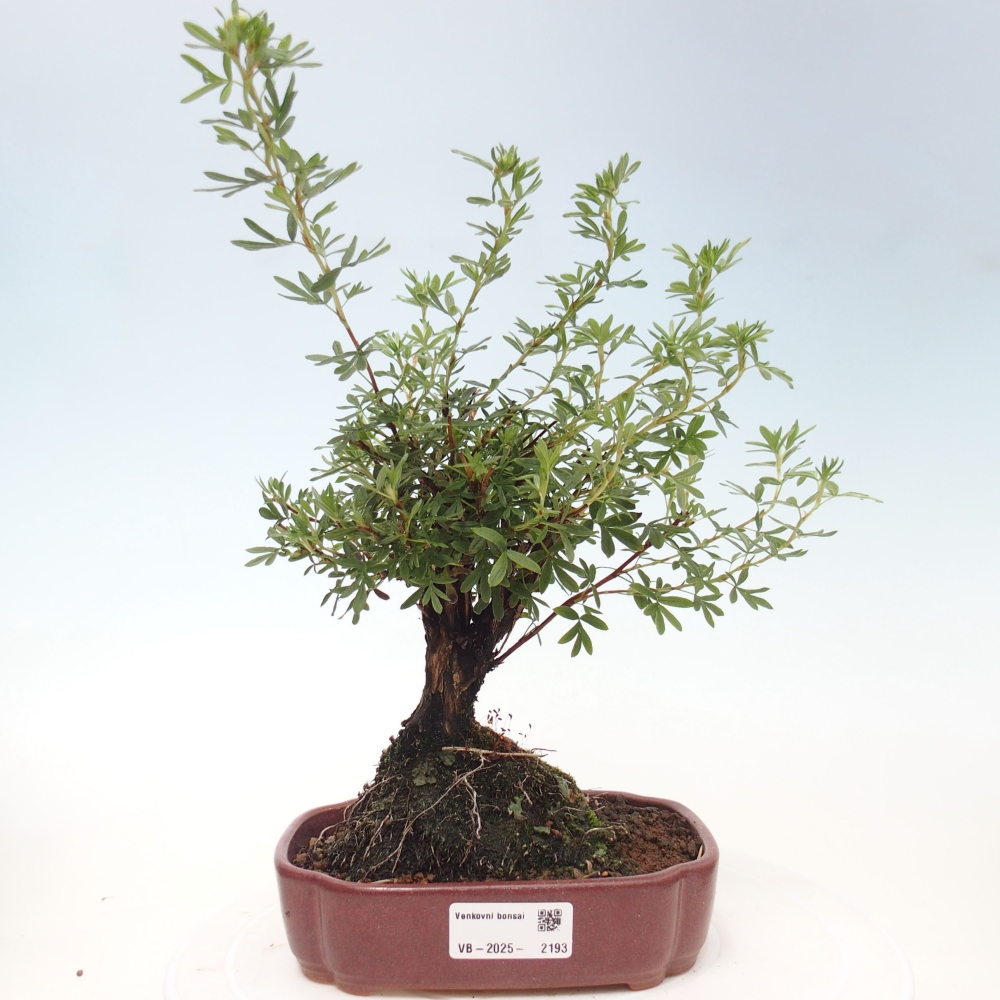 Bonsai voor buiten - Potentila fruticosa gele vogel