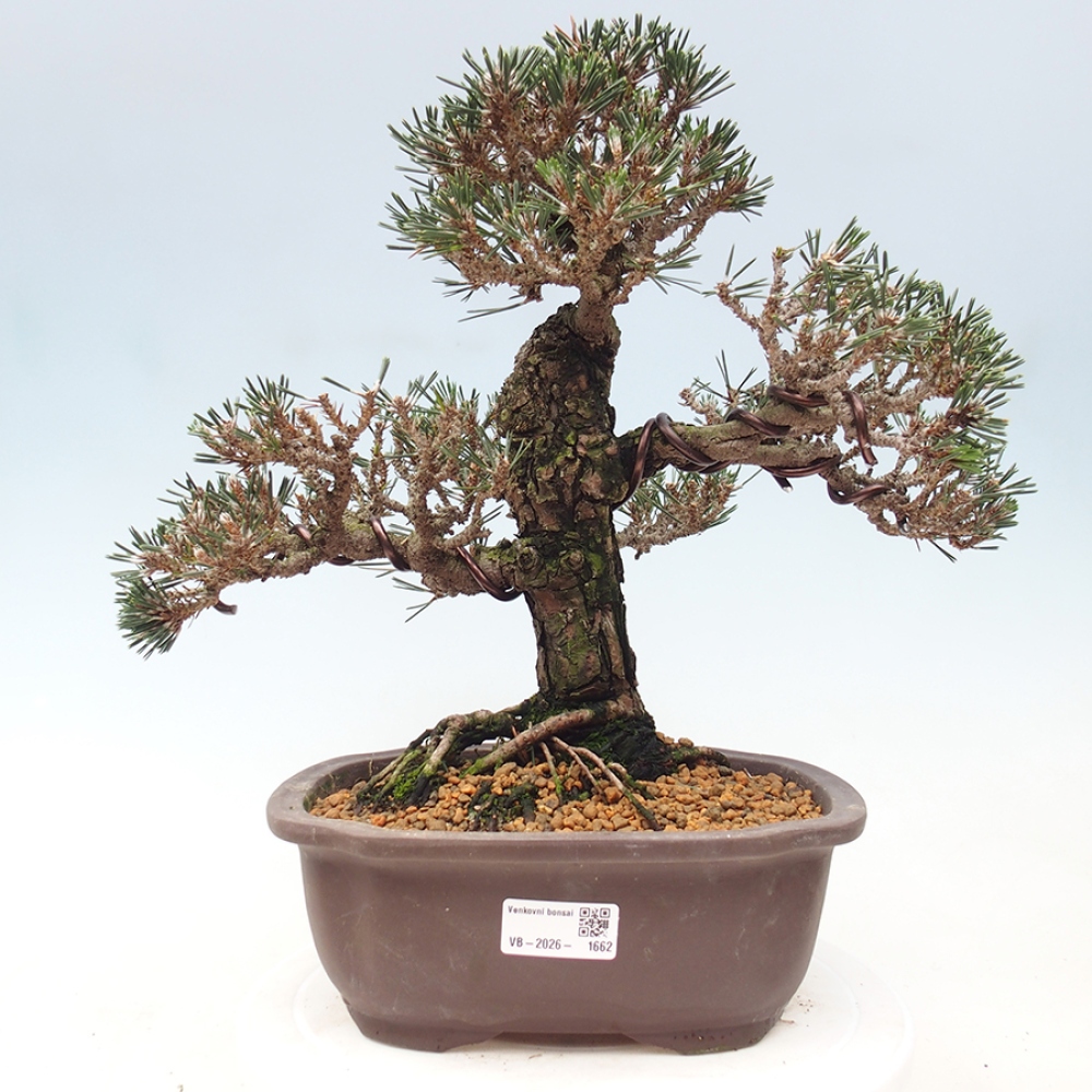 Bonsai voor buiten - Pinus thunbergii Kotobuki - Thunberg den