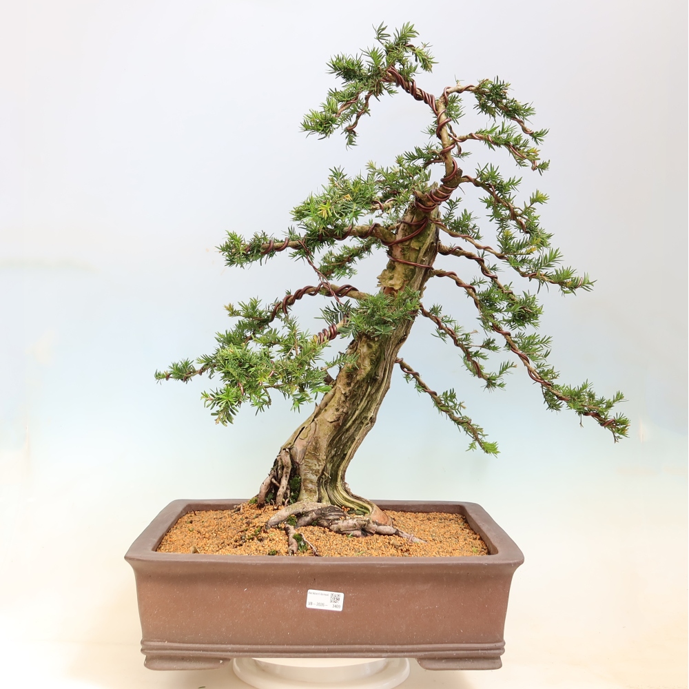 Bonsai voor buiten - Taxus baccata  - Rode taxus