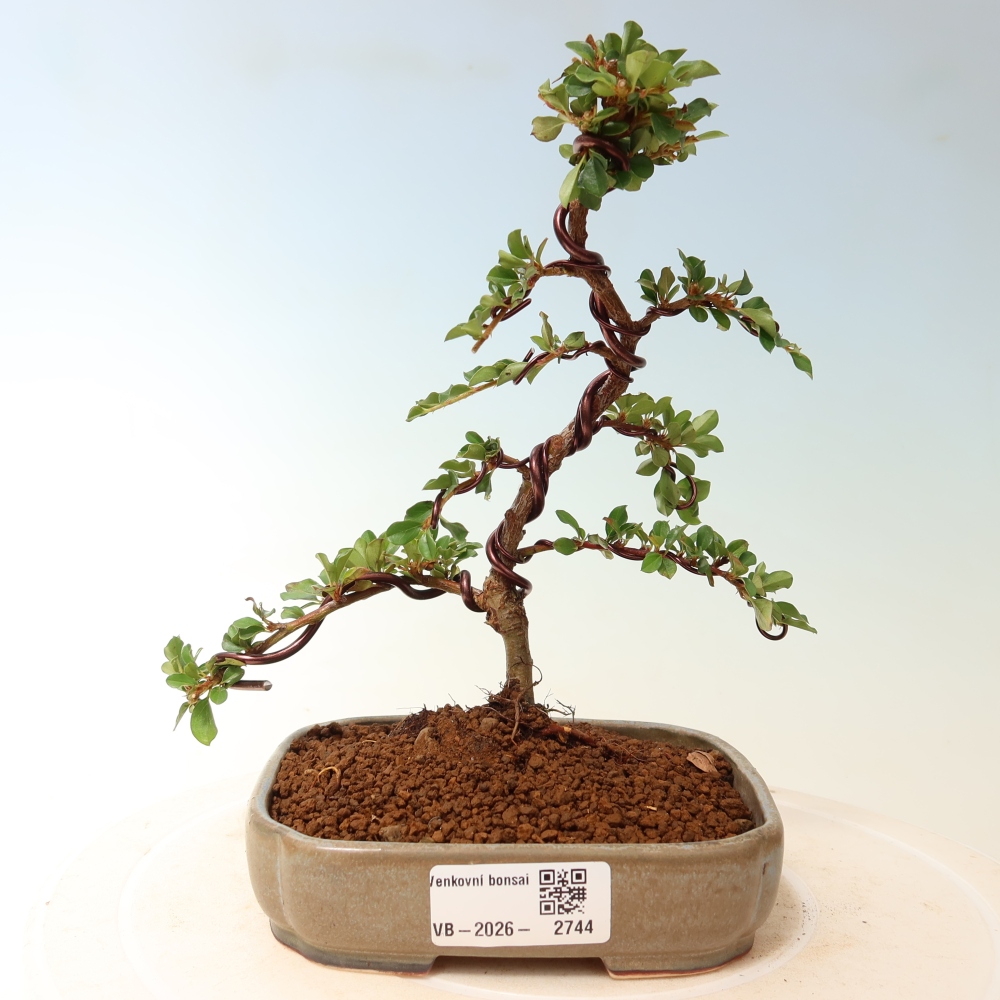 Bonsai voor buiten - Cotoneaster horizontalis - Rocky Mountain