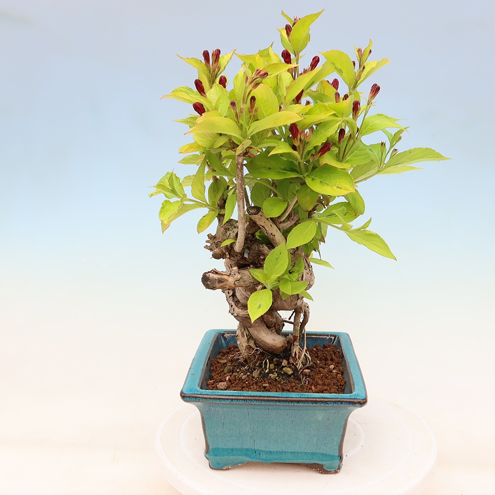 Buitenbonsai - Weigela subsessilis - Koreaanse weigela