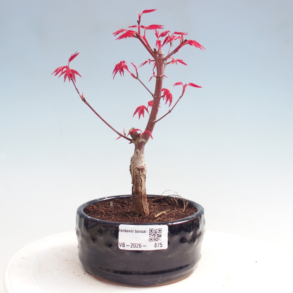 Bonsai voor buiten - Acer palmatum DESHOJO