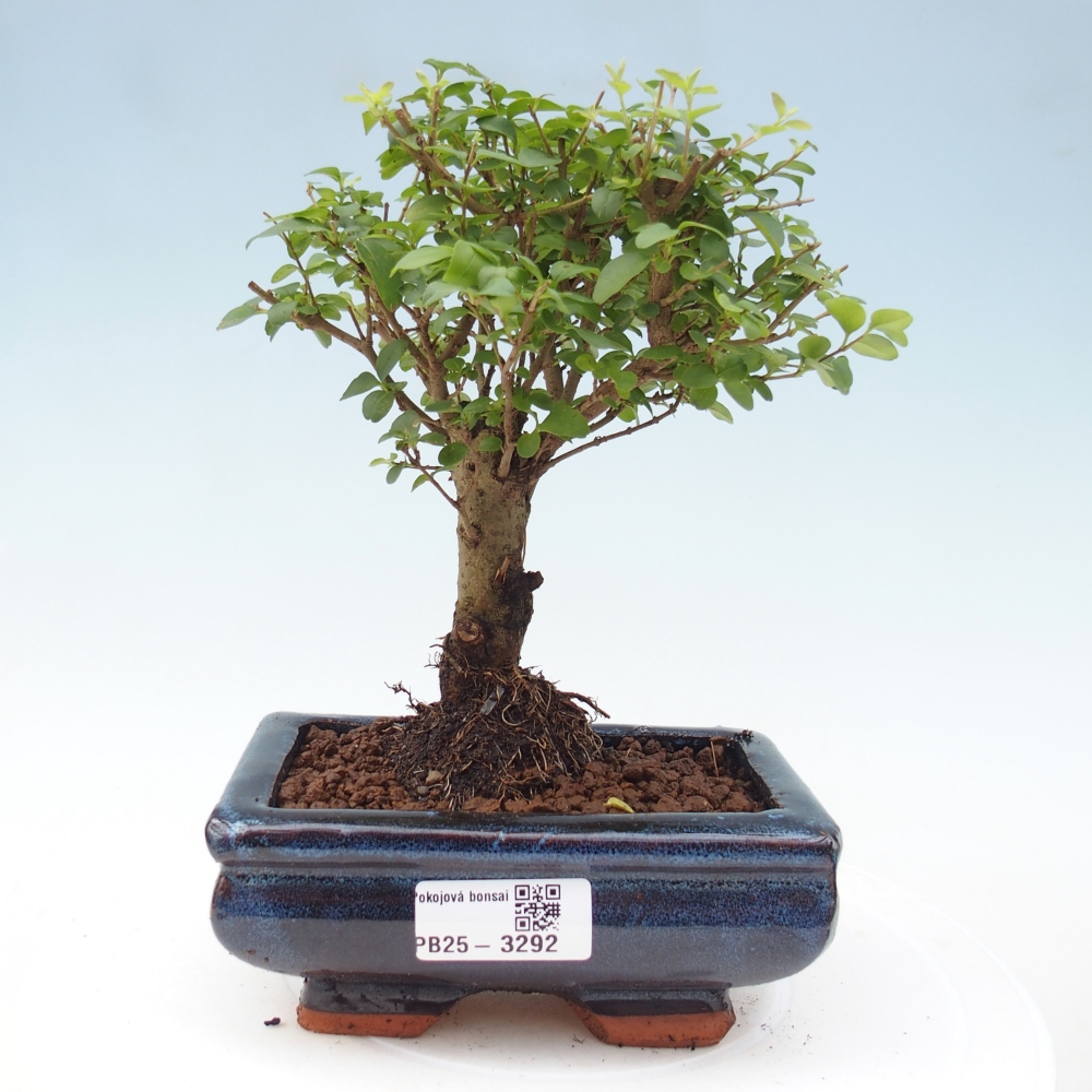 Kamerbonsai -Ligustrum chinensis - Vogelsnavel
