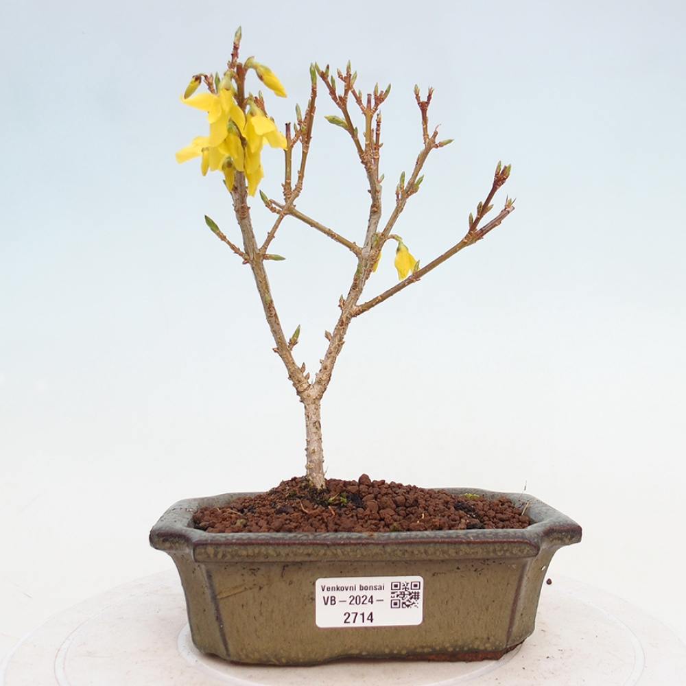 Bonsai voor buiten - Zlatice - Forsythia intermedia