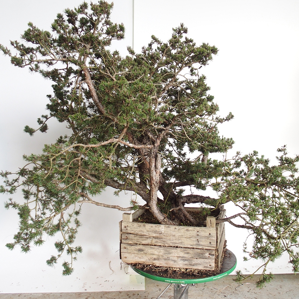 Yamadori - Pinus sylvestris Spanje