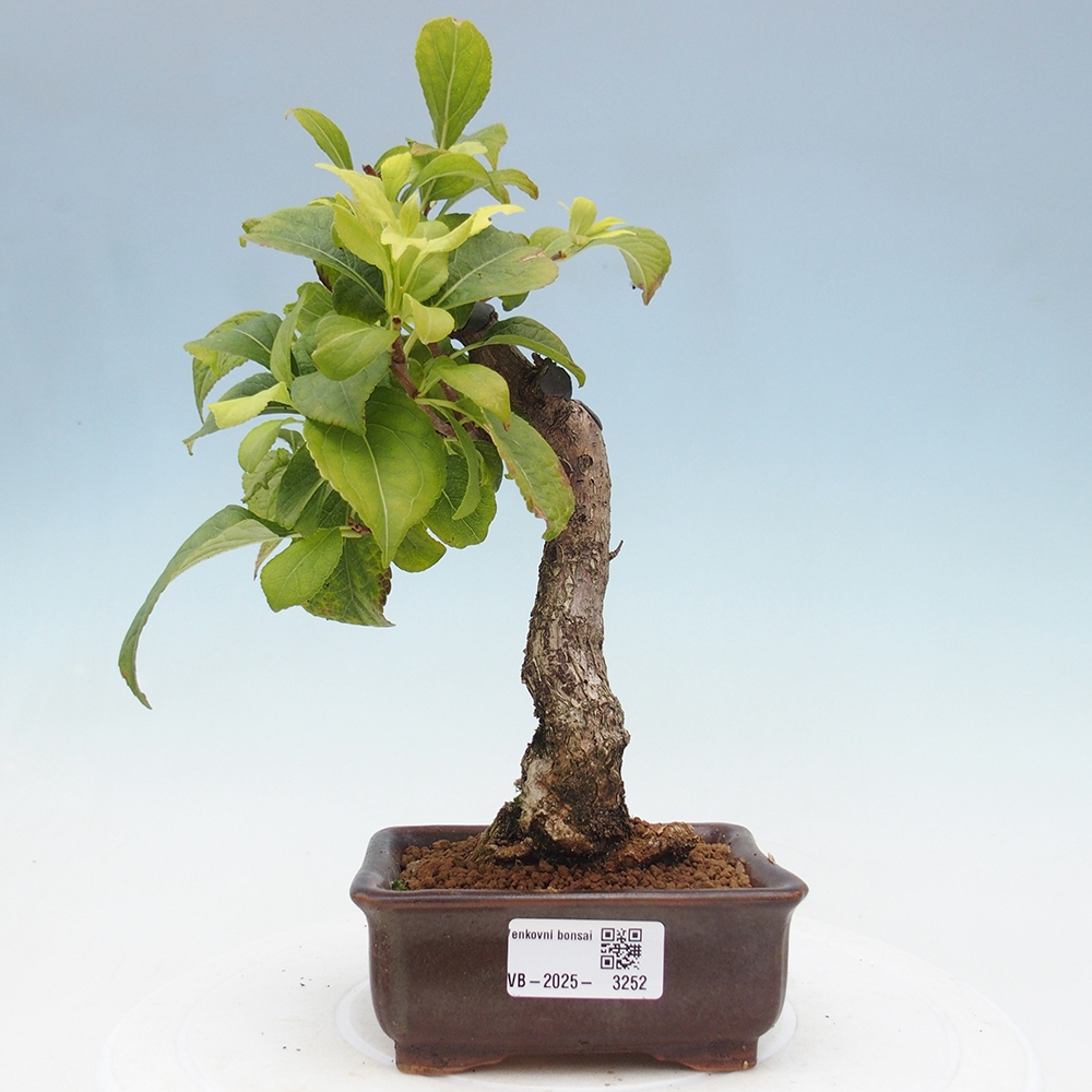 Bonsai voor buiten - Celastrus orbiculatus