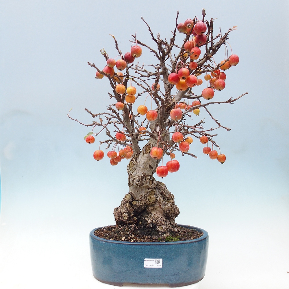 Bonsai voor buiten -Malus halliana - Appelboom met kleine vruchten