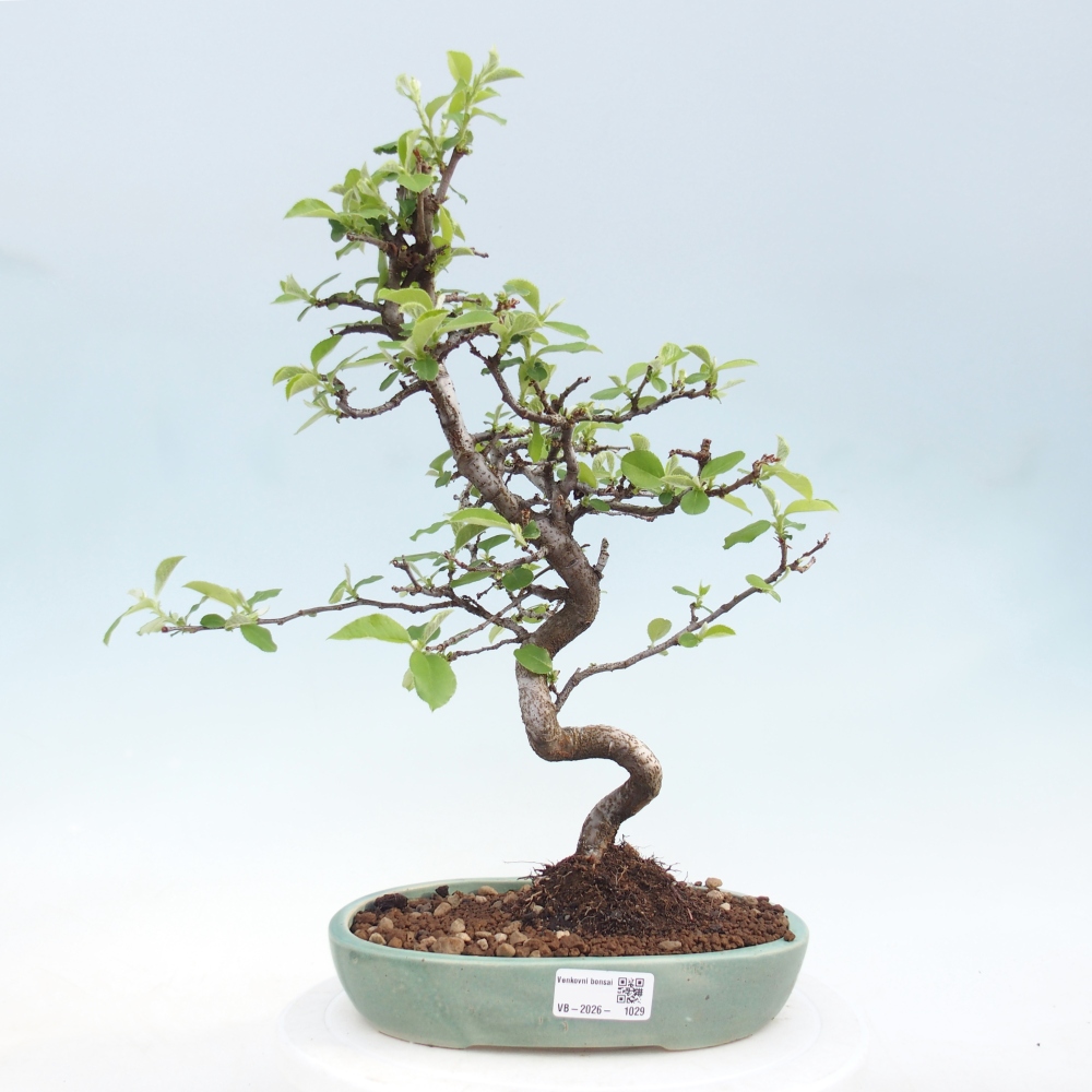 Bonsai voor buiten - Chaneomeles chinensis