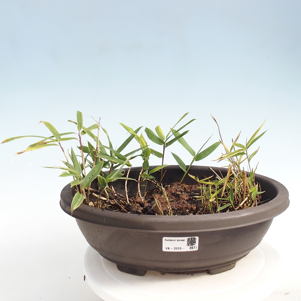 Bonsai voor buiten - Sasaella masamuneana Albostriata - Bamboe