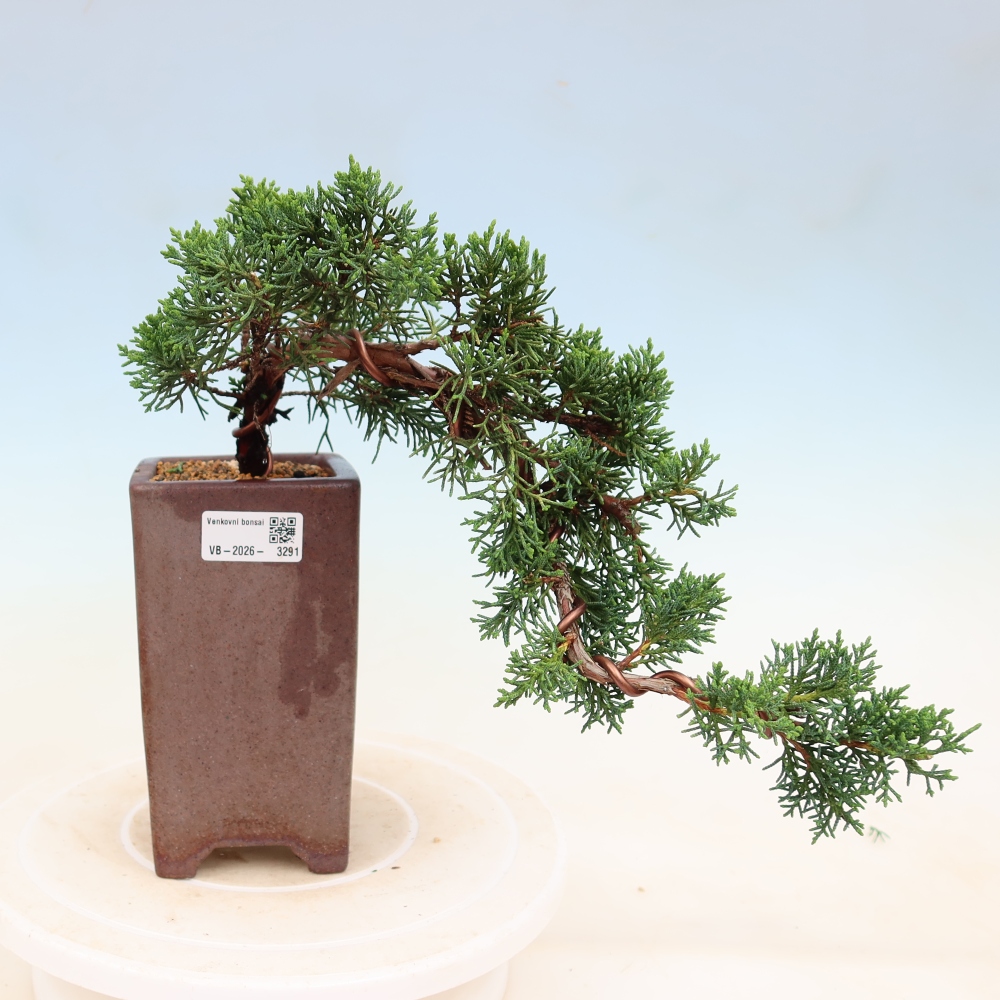 Bonsai voor buiten - Juniperus chinensis Kishu