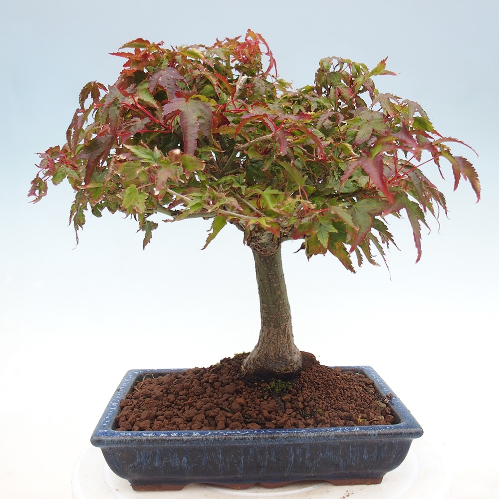 Acer palmatum KIOHIME - Palmeta-esdoorn