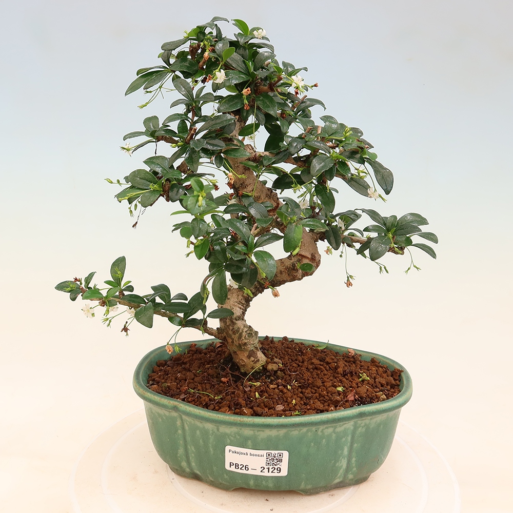 Kamerbonsai - Carmona macrophylla - Thee fuki