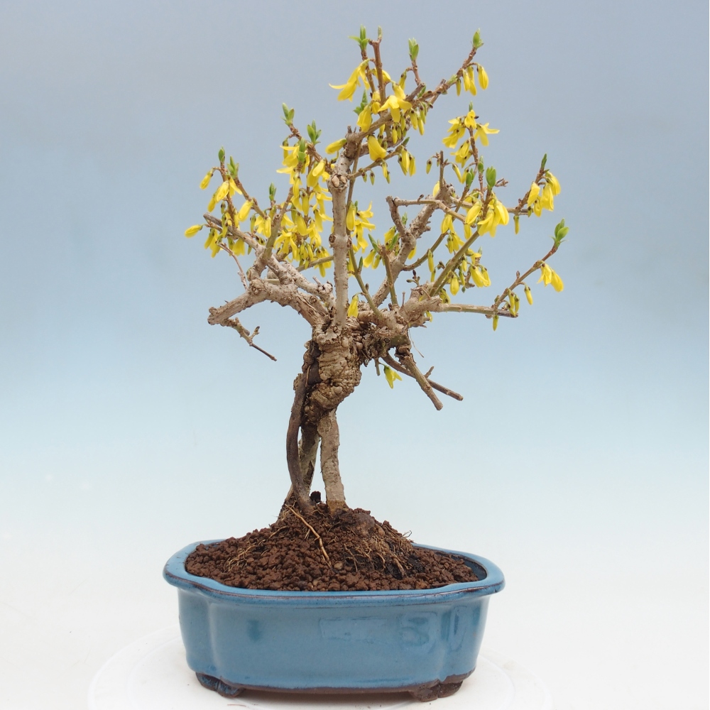 Bonsai voor buiten - Zlatice - Forsythia koreana