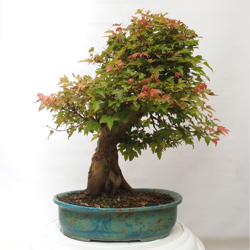 Bonsai voor buiten - Acer Buergerianum - Burgeresdoorn