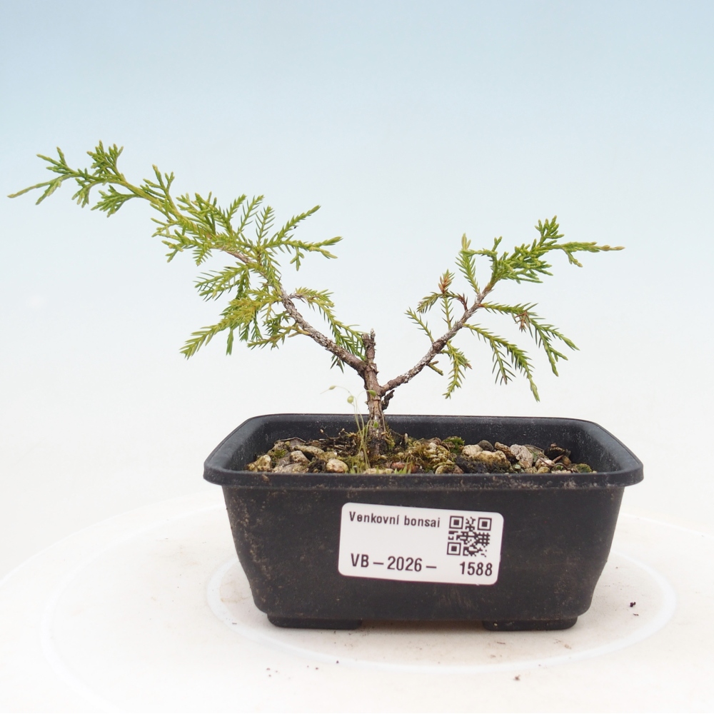 Bonsai voor buiten - Juniperus chinensis Itoigawa
