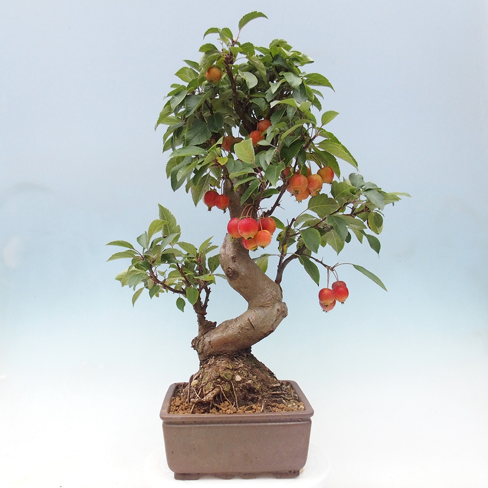 Bonsai voor buiten -Malus halliana - Appelboom met kleine vruchten