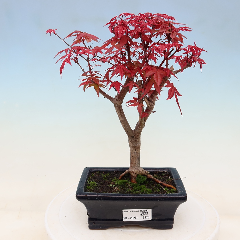 Bonsai voor buiten - Acer palmatum DESHOJO