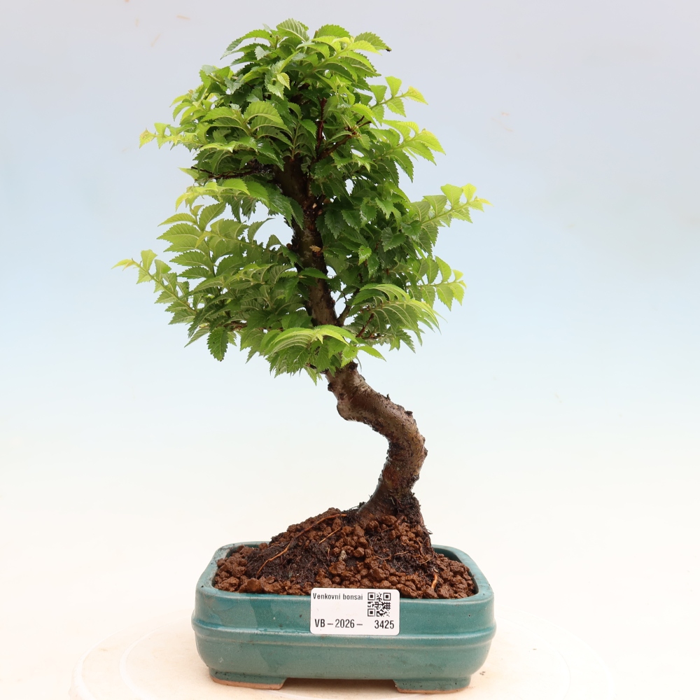 Buitenbonsai - Ulmus Jacqueline Hillier - Prachtige iep