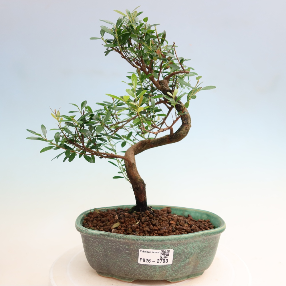 Kamerbonsai - Syzygium - Pimento