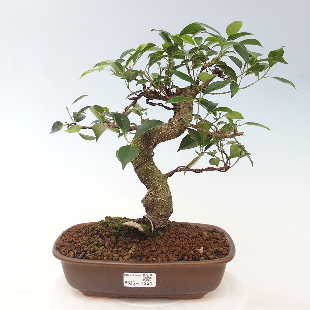 Kamerbonsai - Ficus kimmen - kleinbladige ficus