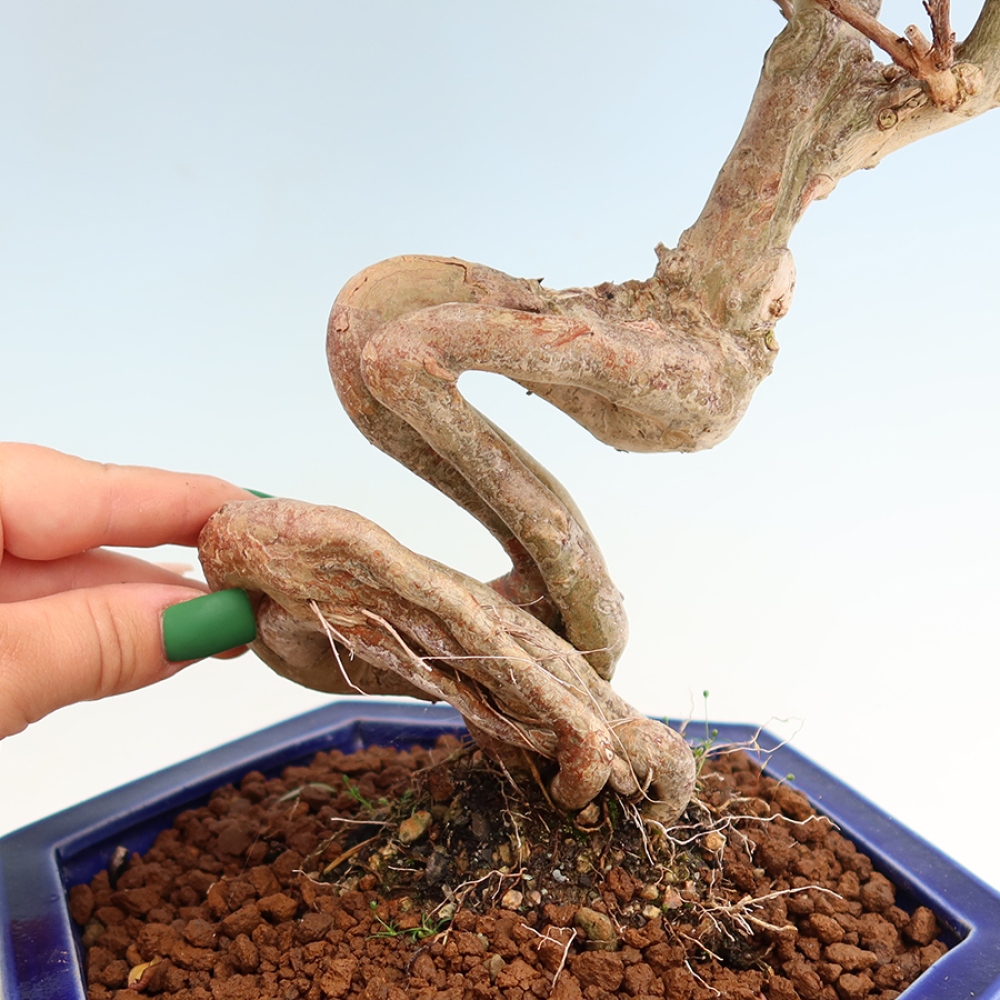 Kamerbonsai - Lagerstroemia indica - Indische seringenboom