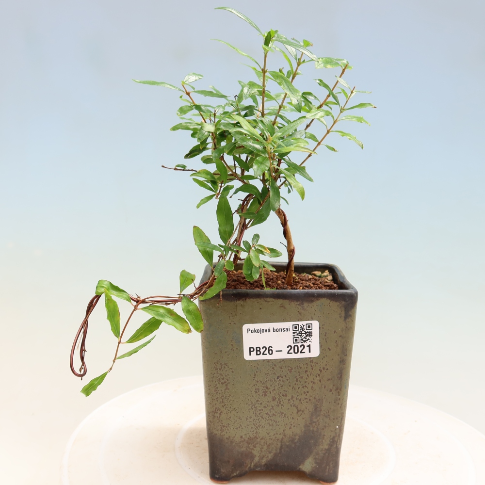 Kamerbonsai-PUNICA granatum nana-Granaatappel