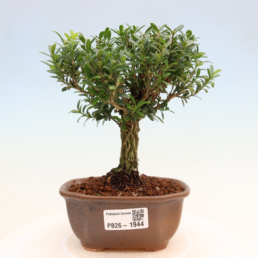 Kamerbonsai - Buxus harlandii - kurk buxus