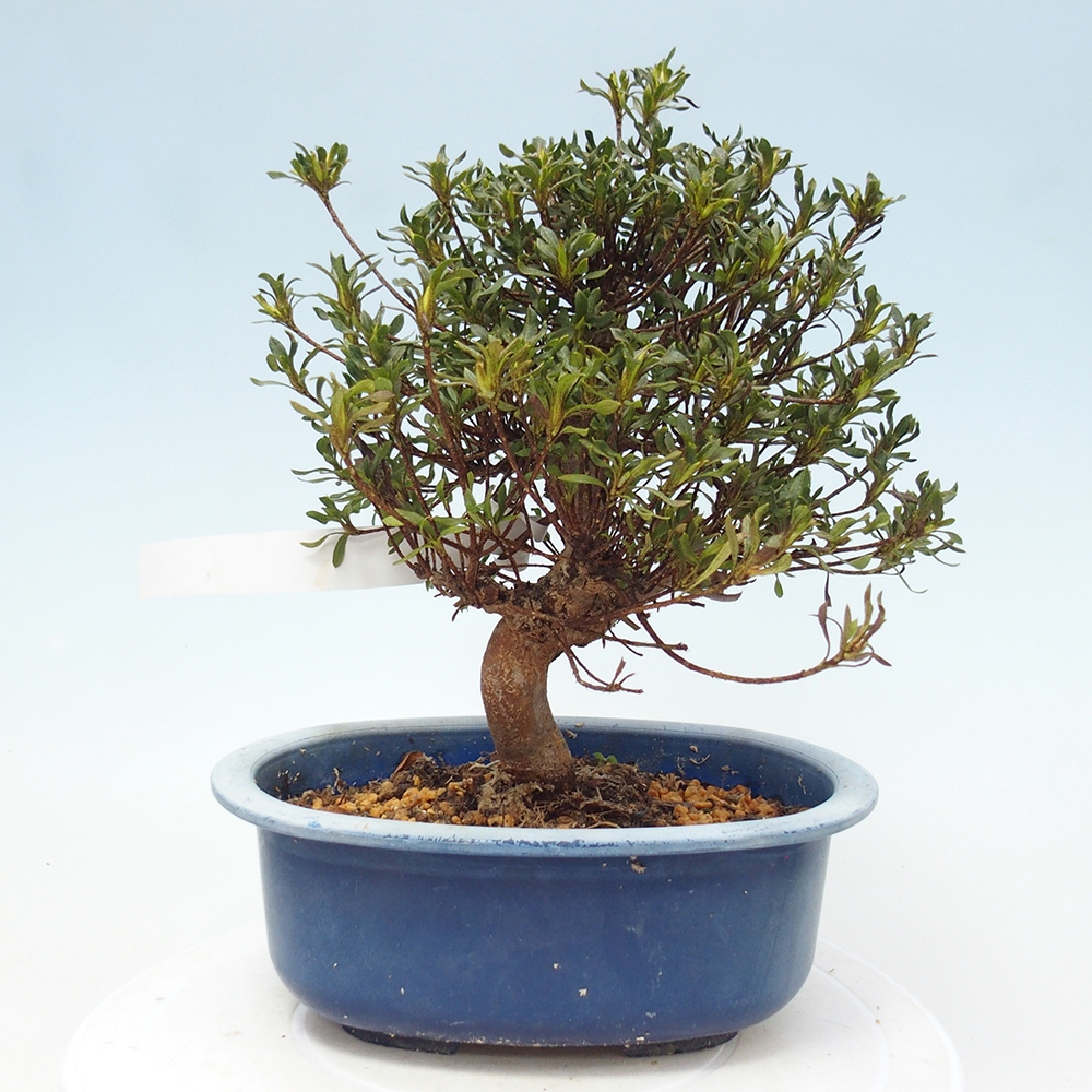 Bonsai voor buiten - Japanse Azalea - Azalea Ryusen