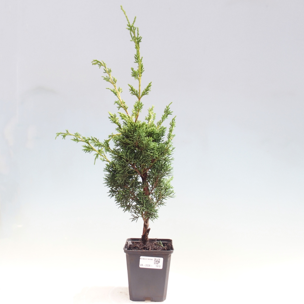 Bonsai voor buiten - Juniperus chinensis Kishu