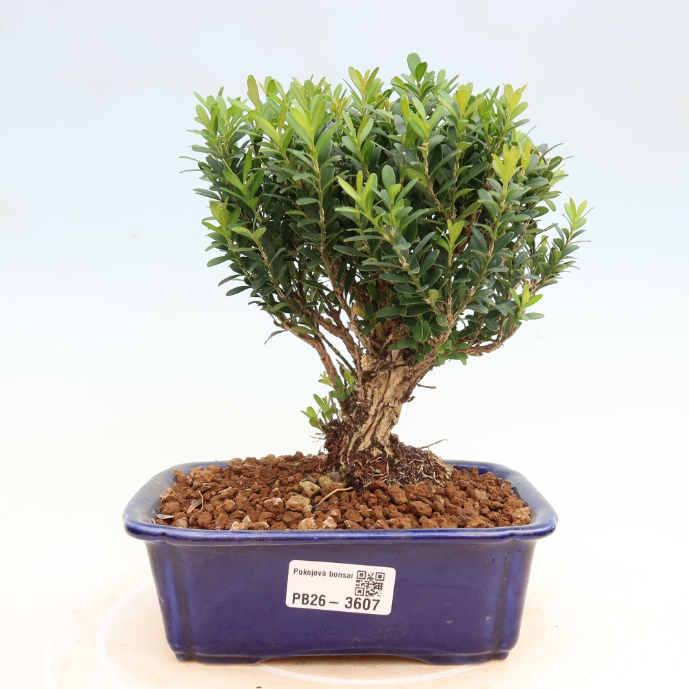 Kamerbonsai - Buxus harlandii - kurk buxus