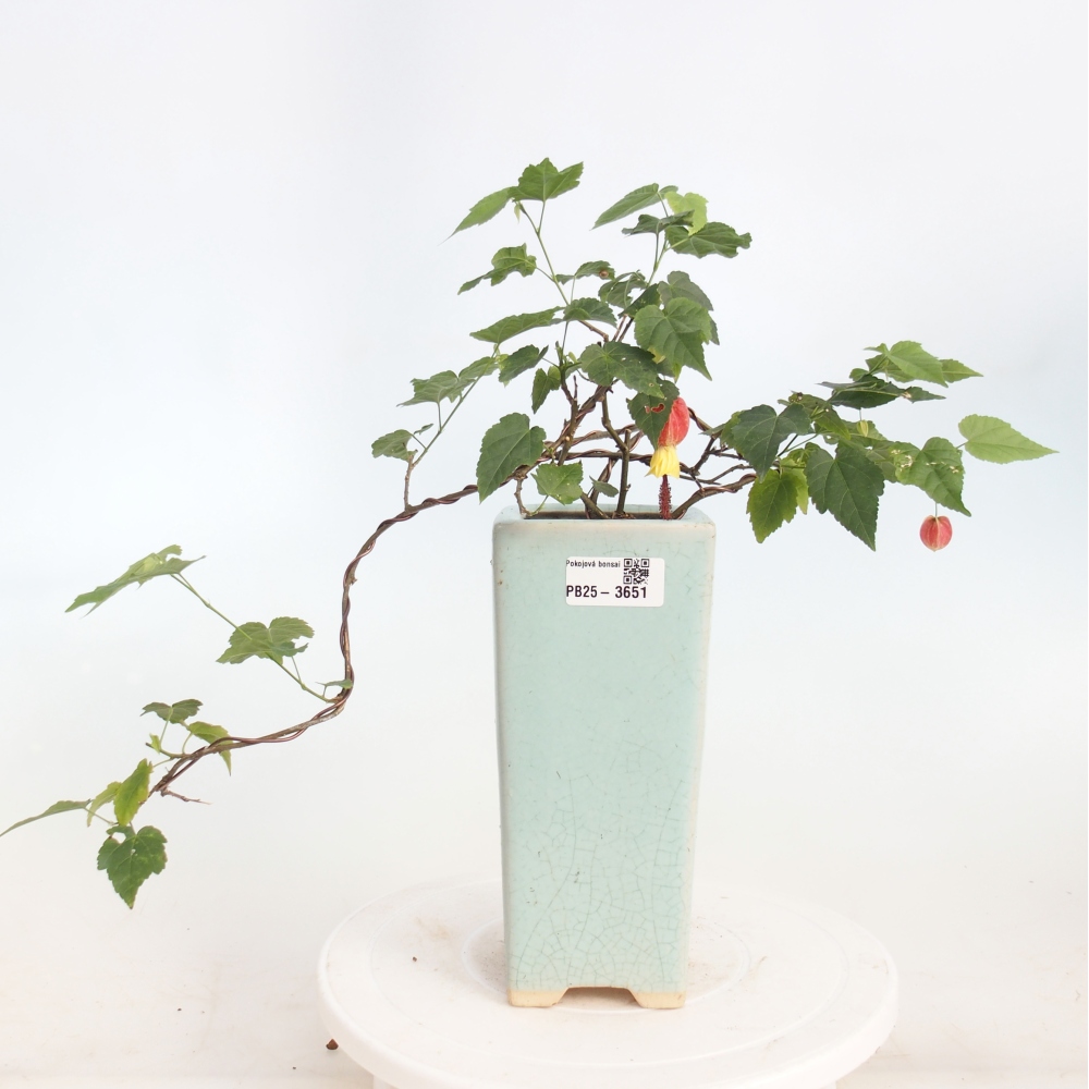 Bonsai voor binnen - Abutilon Big Bell - Cloudberry