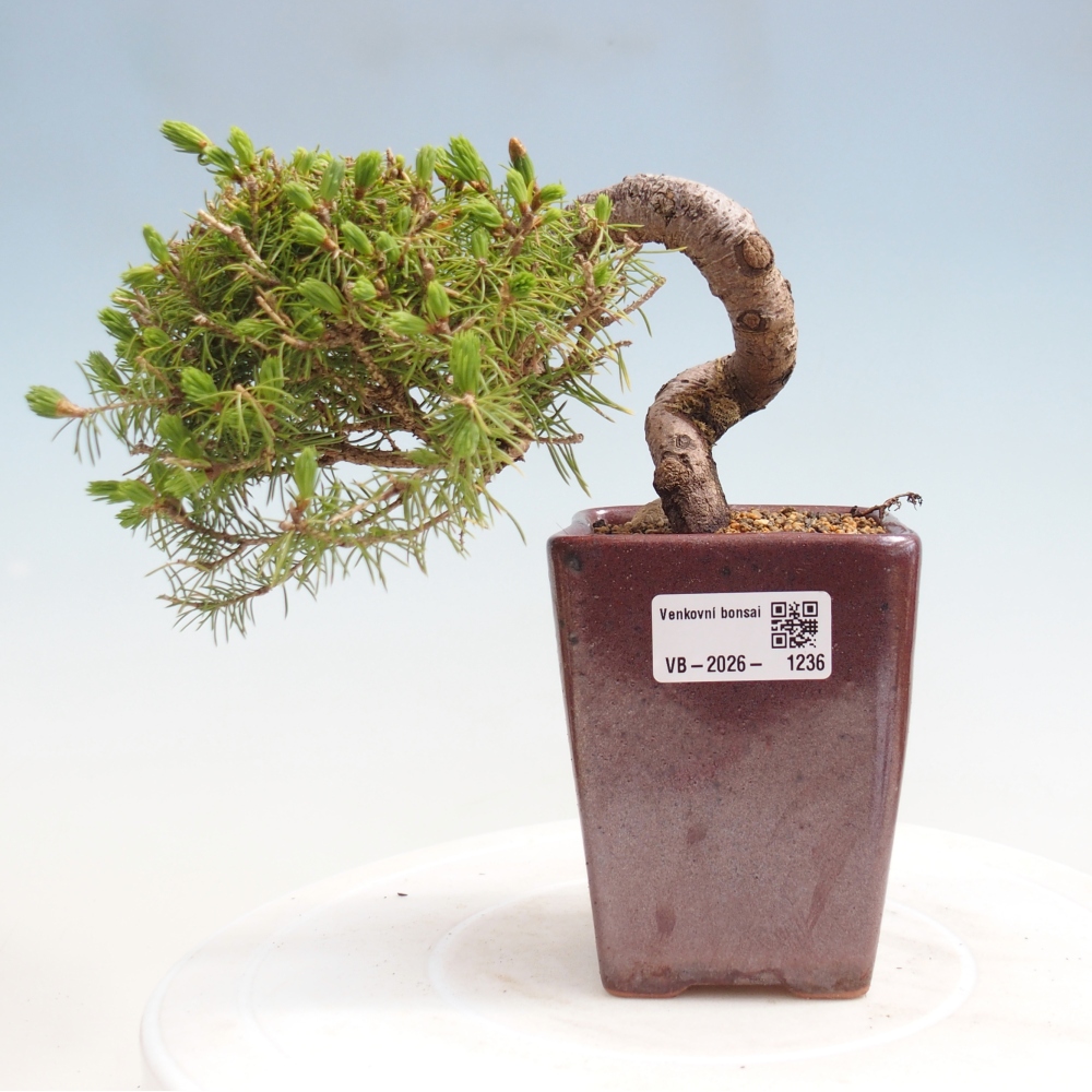 Bonsai voor buiten - Gewone spar - Picea glauca globe